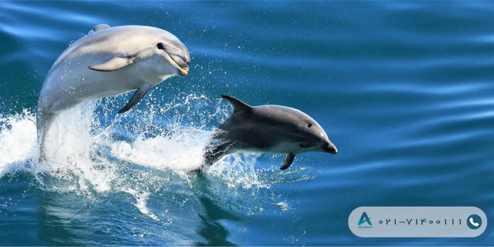 8- دلفین‌های نیوزلند بسیار جالب و دوستانه هستند